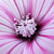 :iconLinoel: