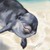 :iconlinoelofbesil: