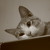 :iconlinseed-h20: