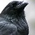 :iconlinuxwitch:
