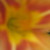:iconlinwoodwind: