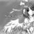 :iconlinyith: