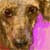 :iconlinzoy: