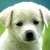 :iconlion-dragon: