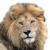 :iconLION-Spirit: