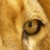 :iconlionart1: