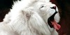 :iconlioneverything: