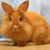 :iconlionheadbunnyplz: