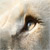 lionheartboy :iconlionheartboy: