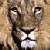 :iconlioninoil: