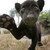 :iconlionlova656: