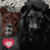 :iconlionloveplz: