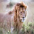 :iconlions-fan-club: