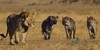 :iconlions-hyenas-harmony: