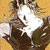 :iconlionseed:
