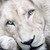 :iconliontea: