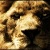 :iconliontherian: