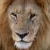 :iconliontracks: