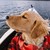 LionzHeart :iconlionzheart: