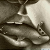 :iconliorart: