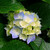 :iconlipstick-and-tictacs:
