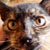 :iconliquidforests:
