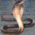 :iconliquidsnake-: