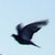 :iconlirc-h: