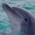 :iconlisablocks: