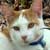 :iconlisacat65: