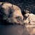 :iconlisbyre: