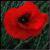 :iconlishathephotographer: