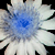 :iconlissandre: