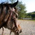 :iconlisteninganimal:
