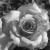 :iconlitchic31: