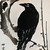 :iconlitchraven: