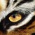 :iconliterarytiger: