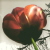 :iconliteulflower:
