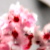 :iconlittle-anjel: