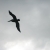 :iconlittle-dove: