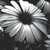 :iconLittle-Erica: