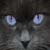 :iconlittle-grey-kitten: