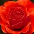 :iconlittle-honey-bee: