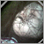 :iconlittle-horn:
