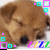 :iconlittle-inu-girl: