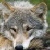 :iconlittle-loki: