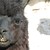 :iconlittle-monster28: