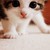 :iconlittle-raheleh: