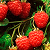 :iconlittle-raspberry: