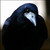 :iconlittle-rook: